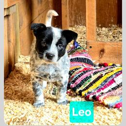 Leo - Blue mottled male Australian Cattle Dog puppy in Fife Lake, Michigan from Kurczak Farm LLC