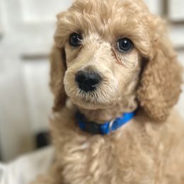 Blue Collar - Apricot Poodle puppy in Melbourne, Florida from A&J Poodles