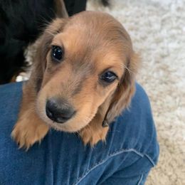Dachshund Puppies from Sugar Creek Mini Doxies