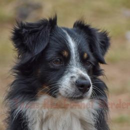 Australian Shepherds, Miniature American Shepherds, Miniature Australian Shepherds, and Toy Australian Shepherds from Texas Bluebonnet Herders