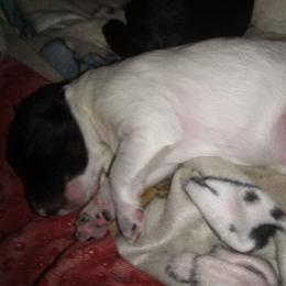 Neo - Black and white male Aussiedoodle puppy in New Philadelphia, Ohio from Oldtown Doodles