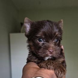 Java - Chocolate, tan and white female Yorkshire Terrier puppy in Jacksonville, Florida from Ja'Dor Yorkies