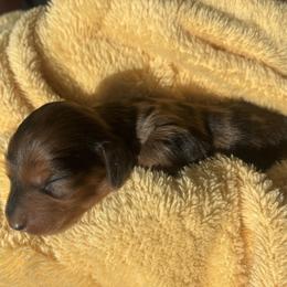 Letta - Dapple female Dachshund puppy in Humphreys, Missouri from Foster’s Dachshunds
