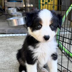 Border Collies and Sporty Mixes from Riverside Collies-n-Critters