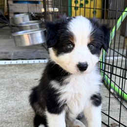Border Collies and Sporty Mixes from Riverside Collies-n-Critters