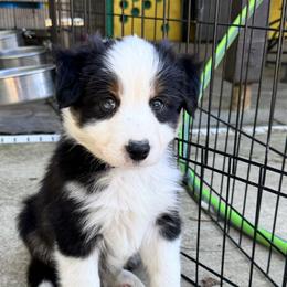 Border Collies and Sporty Mixes from Riverside Collies-n-Critters