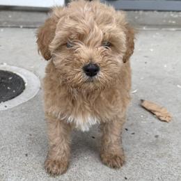 Schnoodles from Snickerdoodle Doodles