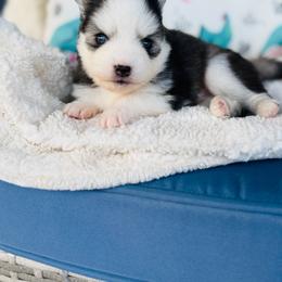 Paloma - Black and white male Pomsky puppy in Yavapai County, Arizona from Pawsh Pomskies