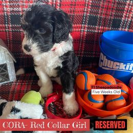 Goldendoodle, Poodle, and Sheepadoodle Puppies from Heavenly Hilltop Farm