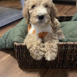 Ranger - Red  male Poodle puppy in Oak Glen, California from Coriander Pups