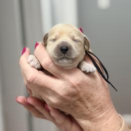 Peter - Black Collar - Cream male Goldendoodle puppy in Norfolk, Virginia from 757 Doodles