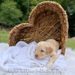Goose English Teddybear - Apricot male Goldendoodle puppy in Grove, Oklahoma from Guinn Family Farms