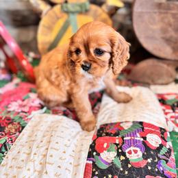 Trick - Ruby female Cavalier King Charles Spaniel puppy in Blanding, Utah from Card’s Cavaliers