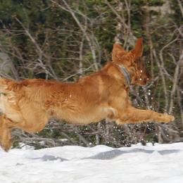 Golden Retrievers from Terri Kaluza's Golden Retrievers