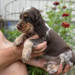 English Springer Spaniel Puppies from Cherokee Springers of NWFL