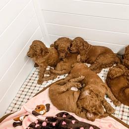 Goldendoodle Puppies from Bear Ridge Doodles