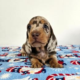 Chocolate and tan dapple male - Chocolate and tan male Dachshund puppy in Belle Rive, Illinois from Akin's Miniature Dachshunds, LLC