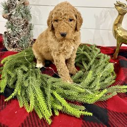 Boy 3- Blue - Red  male Poodle puppy in Town Creek, Alabama from Charming Country Poodles