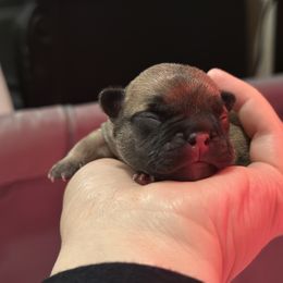 French Bulldog Puppies from Pawcific Coast Bullies
