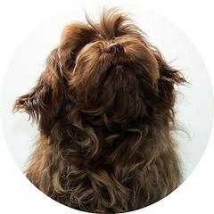 Bazyl - Russian Tsvetnaya Bolonka