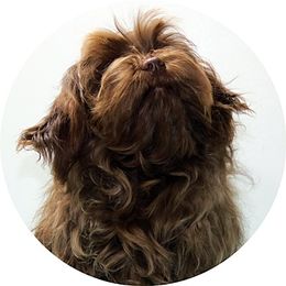 Bazyl - Russian Tsvetnaya Bolonka
