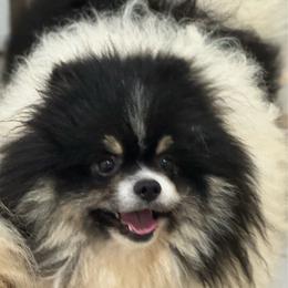 Stash - Tri-colored male Pomeranian puppy in Silver Springs, New York from Humehill