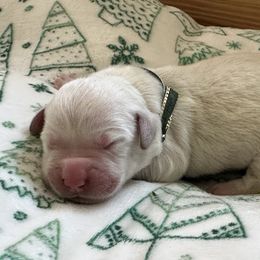 Golden Retriever Puppies from CoastalRetrieversva