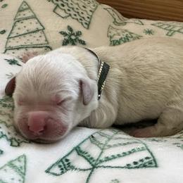 Golden Retriever Puppies from CoastalRetrieversva