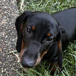 Dachshunds from Hot Dog Haven