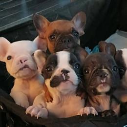 Boy 4 - Fawn and white French Bulldog puppy in Colorado from Imperial Frenchies of Colorado