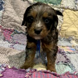 Boy 2 - male Bernedoodle puppy in Janesville, Wisconsin from Zakadoodles
