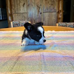 Gray - Black and white male Cardigan Welsh Corgi puppy in Divide, Colorado from Aspen Peak Corgis
