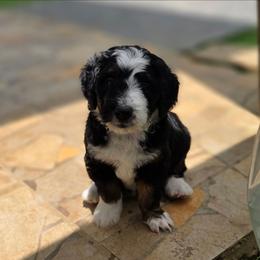 Tahiti - Tri-color female Bernedoodle puppy in Mc Gaheysville, Virginia from Doting Doodles