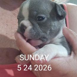Boy 1 ( 2nd born)RIGATONI - Blue male Boston Terrier puppy in Versailles, Indiana from Benhams Bostons