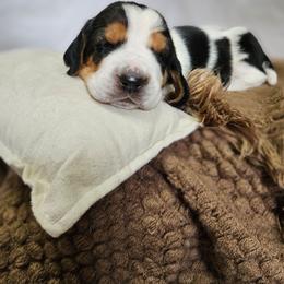 Fizz Boss - Black brown and white female Basset Hound puppy in Lone Jack, Missouri from Wee Little Bassets