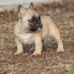 French Bulldog Puppies from Texas Top Notch Frechies