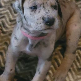 Great Danes from Vazquez Family Danes