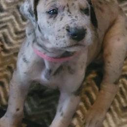 Great Danes from Vazquez Family Danes