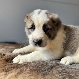 Green Collar - Brindle male Central Asian Shepherd Dog puppy in Markleysburg, Pennsylvania from Wolf Mountain Farm