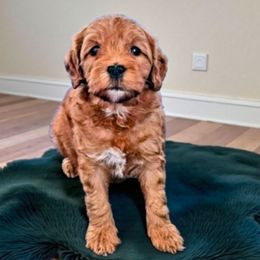 Pixie - Red  female Goldendoodle puppy in Glenford, Ohio from Mi-De Doodles