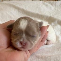 5 - Tricolor male Shih Tzu puppy in Las Vegas, Nevada from Vegas Shih Tzus