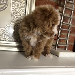 Joe - Red male Cavapoo puppy in Mint Hill, North Carolina from DoodleForever