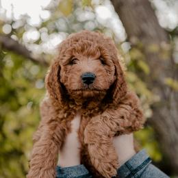 Goldendoodle and Sheepadoodle Puppies from Red River Goldendoodles