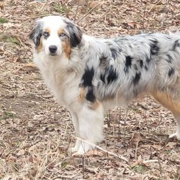 KatKat - Australian Shepherd