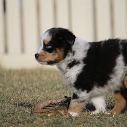Australian Shepherd, Miniature American Shepherd, and Miniature Australian Shepherd Puppies from Painted Blue Aussies