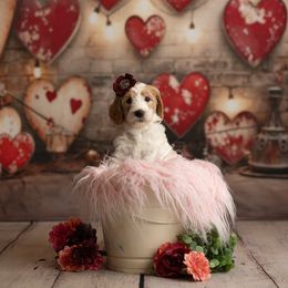 Goldendoodle Puppies from Hogan Family-Raised F1b Gooldendoodles