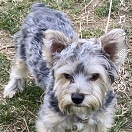 Kelo - Yorkshire Terrier