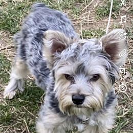 Kelo - Yorkshire Terrier