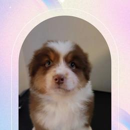 Raphael - Red tri-color male Australian Shepherd puppy in Pottstown, Pennsylvania from Daffodil Australian Shepherds