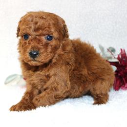 Colby - Red  male Poodle puppy in Stokesdale, North Carolina from His and Hers Poodles and Doodles